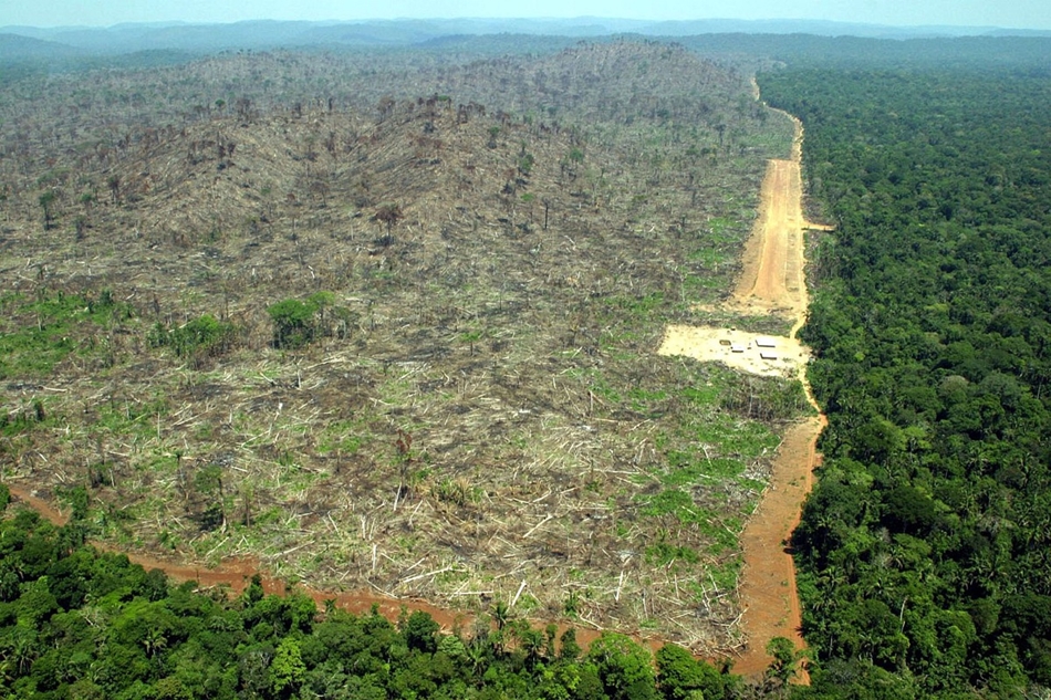 Az esőerdők kivágásával a Föld tüdejét tesszük tönkre. Brazília.