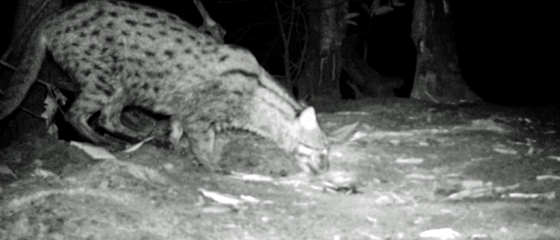 halászmacska Kambodzsa kép:fauna-flora.org