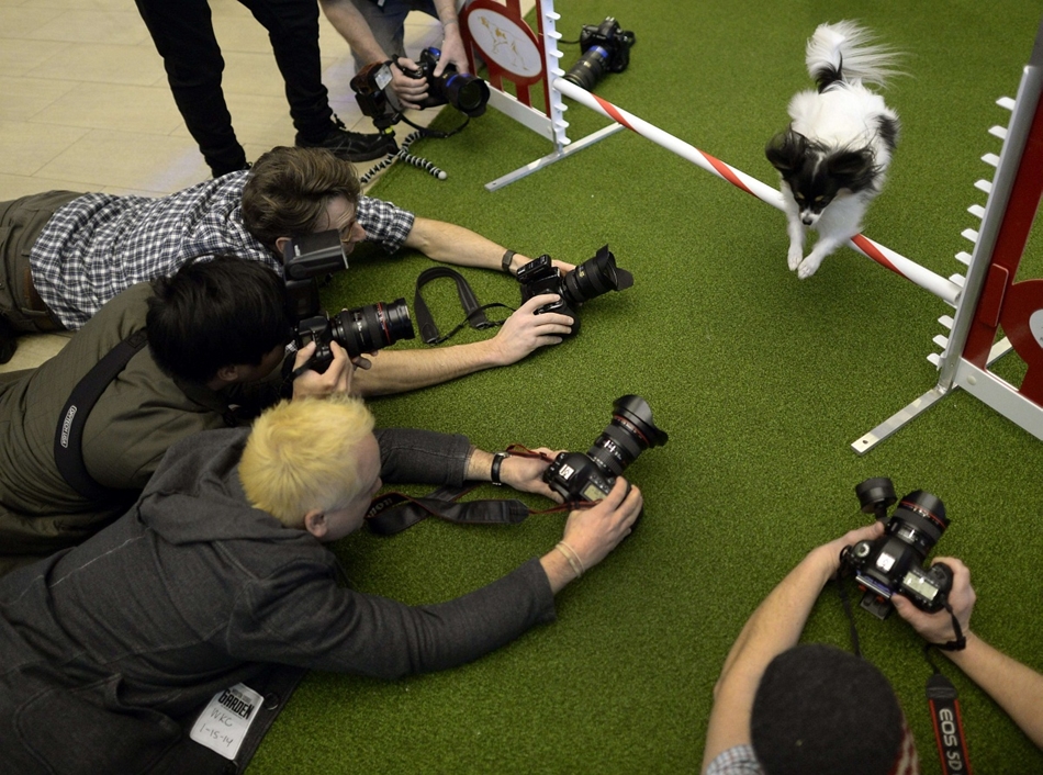 New York, Egyesült Államok – egy kutya is lehet sztár! Fotósok helyezkednek, hogy minél előnyösebb képet készíthessenek egy agility-verseny résztvevőjéről. 